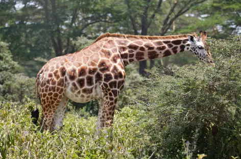Girafe, Parc de Nakuru - Kenya