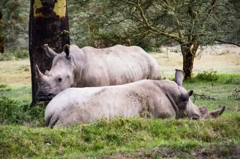 Rhinocéros, Parc de Nakuru - Kenya