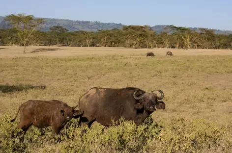 Buffles, Parc de Nakuru - Kenya