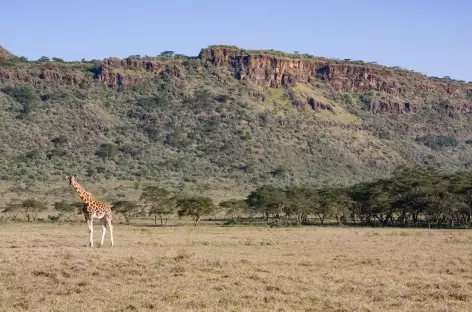 Girafe, Parc de Nakuru - Kenya