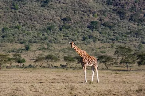 Girafe, Parc de Nakuru - Kenya