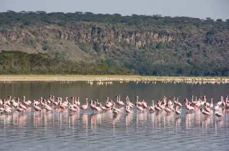 Flamants roses, Parc de Nakuru - Kenya