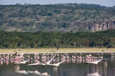 Flamants roses, Parc de Nakuru - Kenya