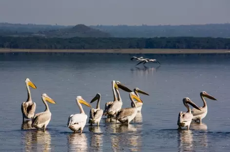 Pélicans, Parc de Nakuru - Kenya