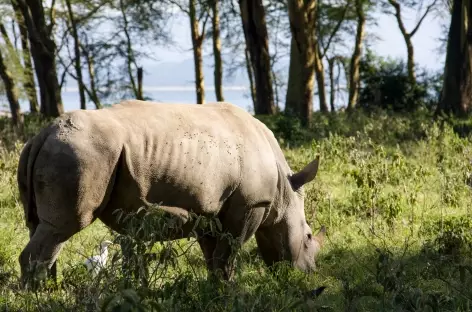 Rhinocéros, Parc de Nakuru - Kenya