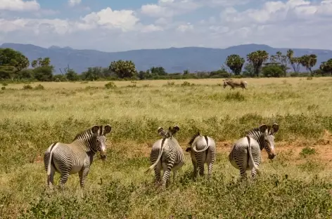 Zèbres de Grévy, Parc de Samburu - Kenya