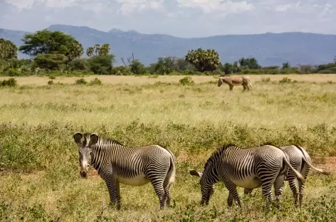 Zèbres de Grévy, Parc de Samburu - Kenya