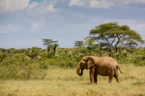 Eléphant, Parc de Samburu - Kenya