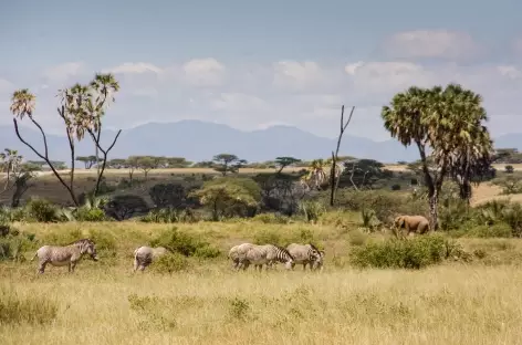 Zèbres de Grévy, Parc de Meru - Kenya
