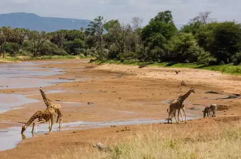 Girafes, Parc de Samburu - Kenya