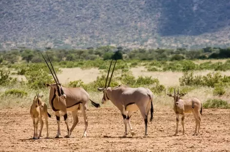 Oryx, Parc de Samburu - Kenya