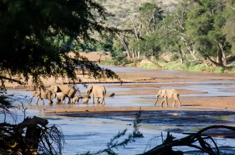 Troupeau d'éléphants, Parc de Samburu - Kenya