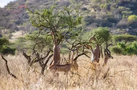 Gérénuks, Parc de Samburu - Kenya