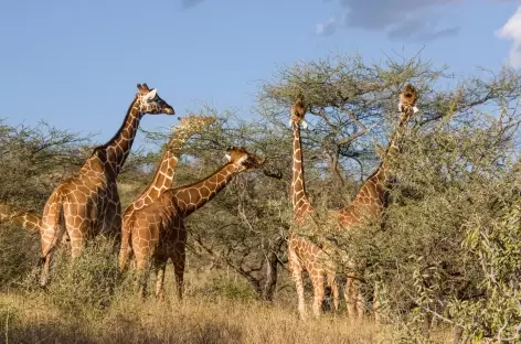 Girafes, Parc de Samburu - Kenya
