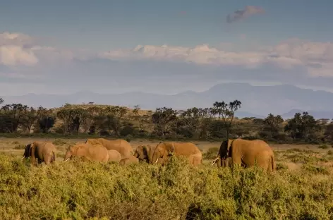 Eléphants, Parc de Samburu - Kenya