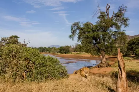 Lions, Parc de Samburu - Kenya