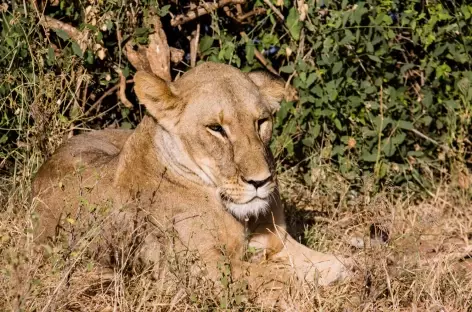 Lionne, Parc de Samburu - Kenya
