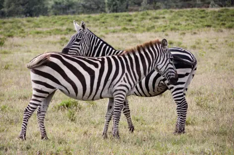 Zèbres, Parc de Hell's Gate - Kenya