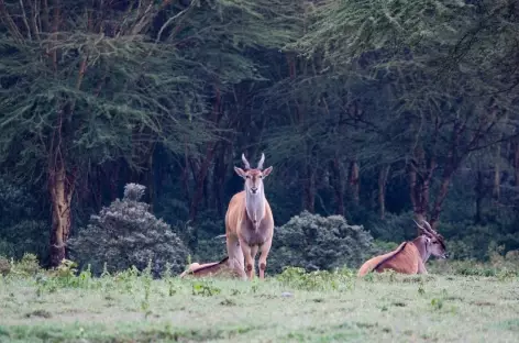 Elands du Cap, Réserve de Crater Lake - Kenya