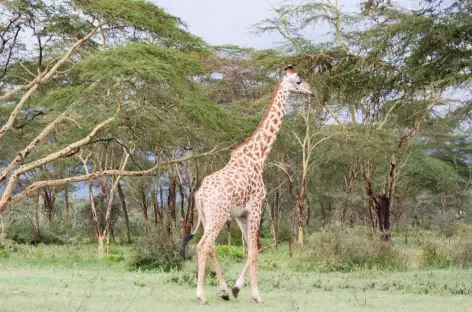 Girafe dans la Réserve de Crater Lake - Kenya