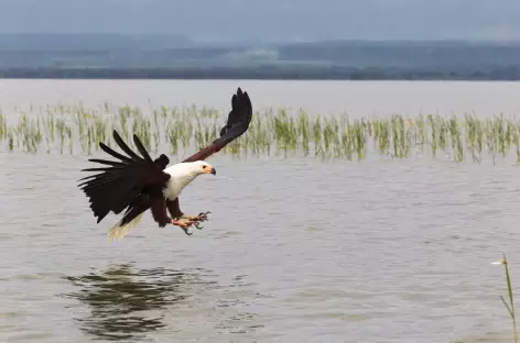 Pêcheur d’aigle, Lac Baringo - Kenya