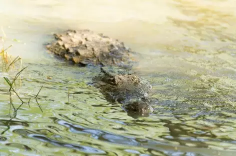 Crocodile du Lac Baringo - Kenya