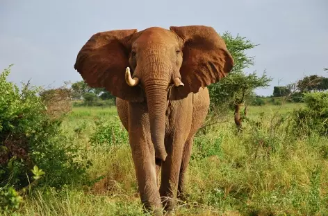 Parc national Meru - Kenya