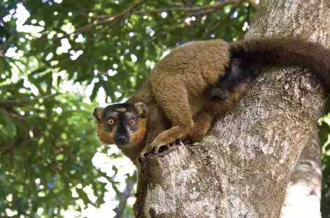 Lémurien, Parc national de Ranomafana - Madagascar