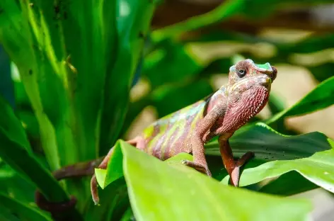 Caméléon - Madagascar