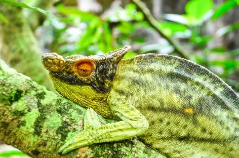 Caméléon étonnant, Réserve de Peyrieras - Madagascar