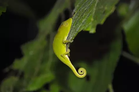 Caméléon nocturne, Parc national de Ranomafana - Madagascar