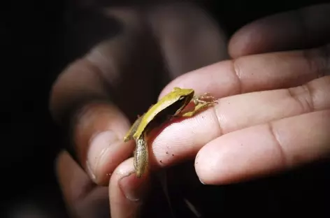 Petite grenouille, Parc national de Ranomafana - Madagascar