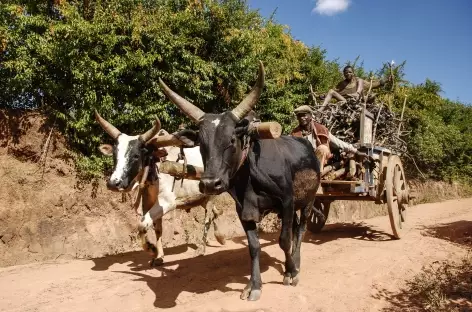 Attelage de zébus - Madagascar