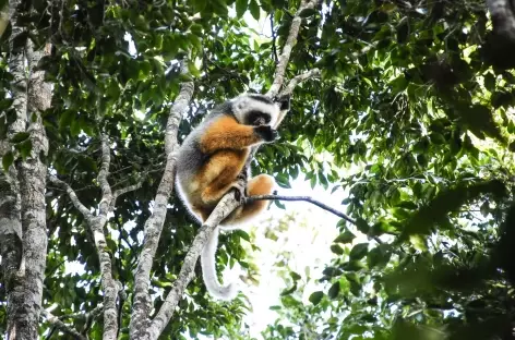 Lémurien propithèque à diadème, Parc national d'Andasibe - Madagascar