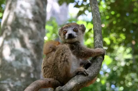 Lémurien sur l'île de Nosy Komba - Madagascar