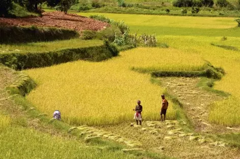 Rizières dans la campagne betsileo - Madagascar