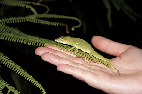 Petit caméléon - Madagascar
