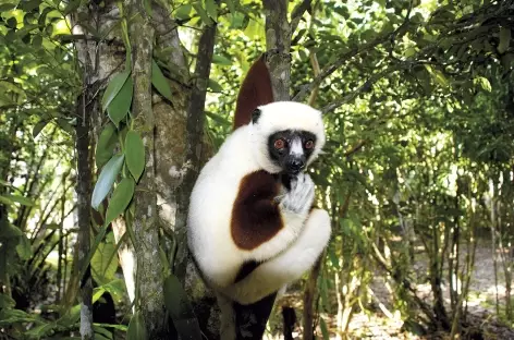 Lémurien dans le Parc national de Ranomafana - Madagascar - 