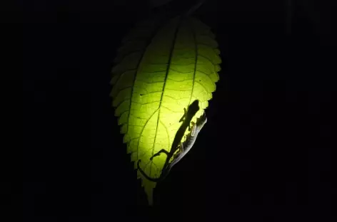 Petit caméléon nocturne, Parc national de Ranomafana - Madagascar