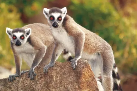 Makis cattas - Madagascar