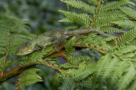 Caméléon dans le massif de l'Andringitra - Madagascar