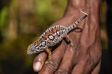 Caméléon rencontré en trek - Madagascar