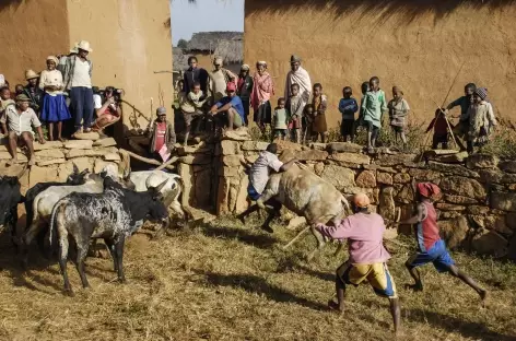 Rodéo malgache dans la campagne betsileo - Madagascar