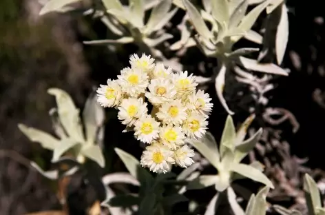 Flore d'altitude dans le massif de l'Andringitra - Madagascar