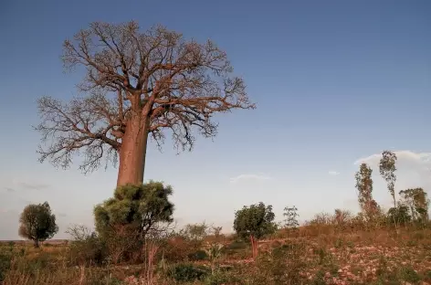 Pays Bara entre Ranohira et Tuléar - Madagascar - 