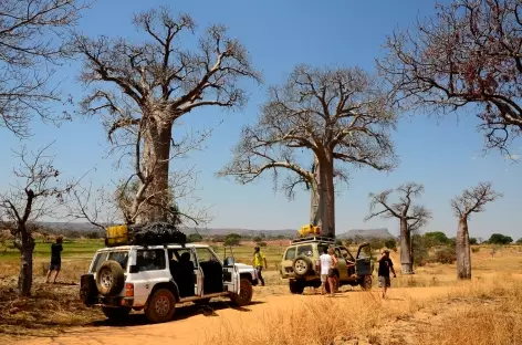 Piste et baobabs entre Beroroha et Ranohira - Madagascar