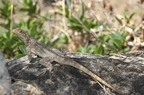 Gros lézard vers l'Isalo - Madagascar