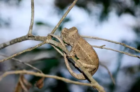 Caméléon, massif du Makay - Madagascar