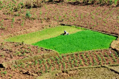 Les Hautes terres, une région agricole prospère - Madagascar