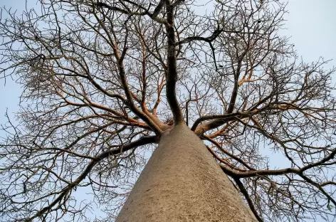 Baobab Ranohira et Tuléar - Madagascar